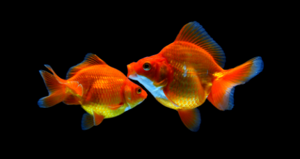 Ini dia Perbedaan Ikan Mas Koki Jantan dan Betina - Om Ikan