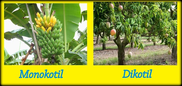 Ciri-Ciri Tumbuhan Berbiji (Spermatophyta) dan Pengelompokannya Ciri-Ciri Tumbuhan Berbiji (Spermatophyta) dan Pengelompokannya