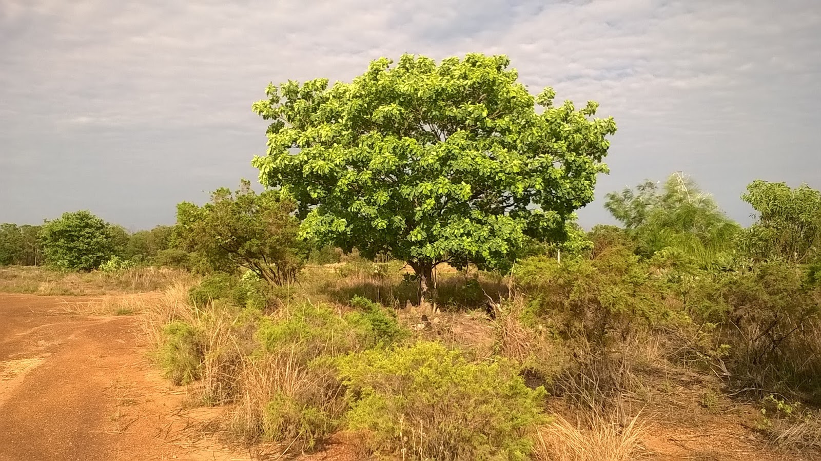 Terminalia ferdinandiana, rich in vitamin C · iNaturalist