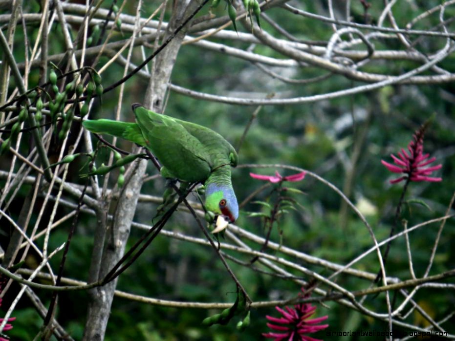 Parrot  Quinta Mazatlan Blog