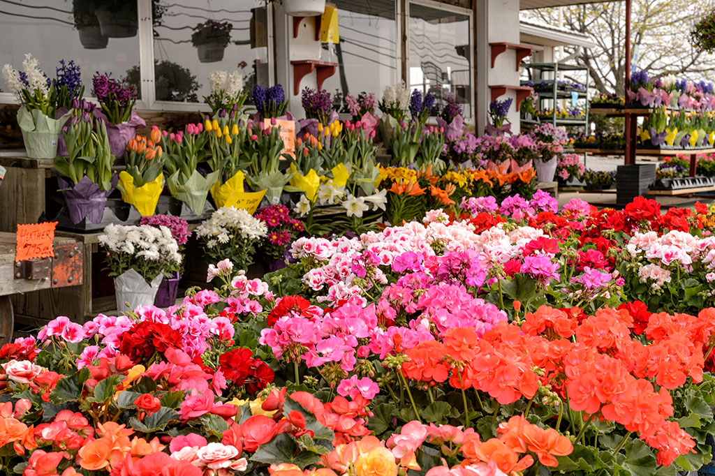 Spring flowers at C & R Produce