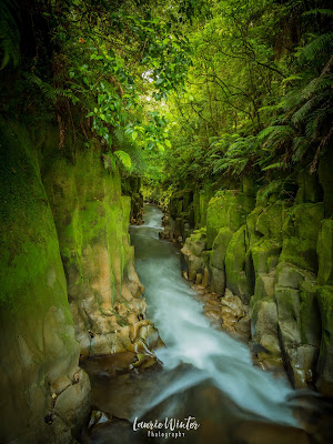 View down the canyon in the Whirinaki Conservation Park Te Whaiti-Nui-A-Toi Canyon, New Zealand, NZ, Rotorua, Whirinaki, Canyon, Whirinaki Conservation Park