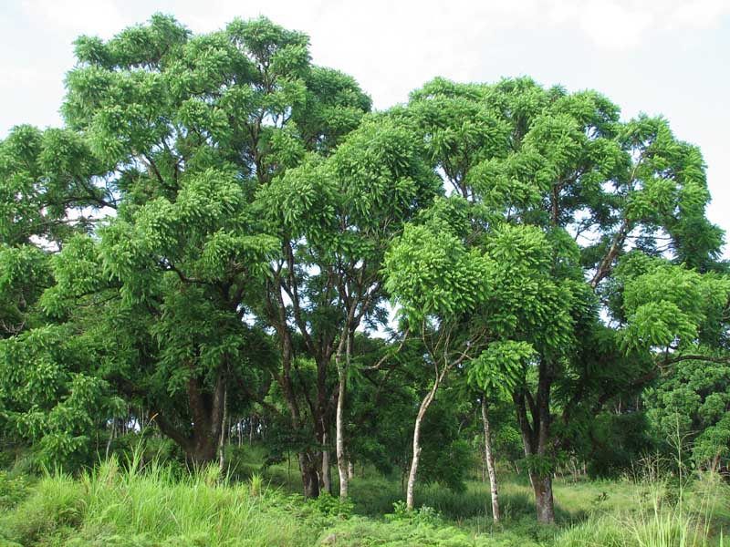 Cedrela - JungleKey.fr Image