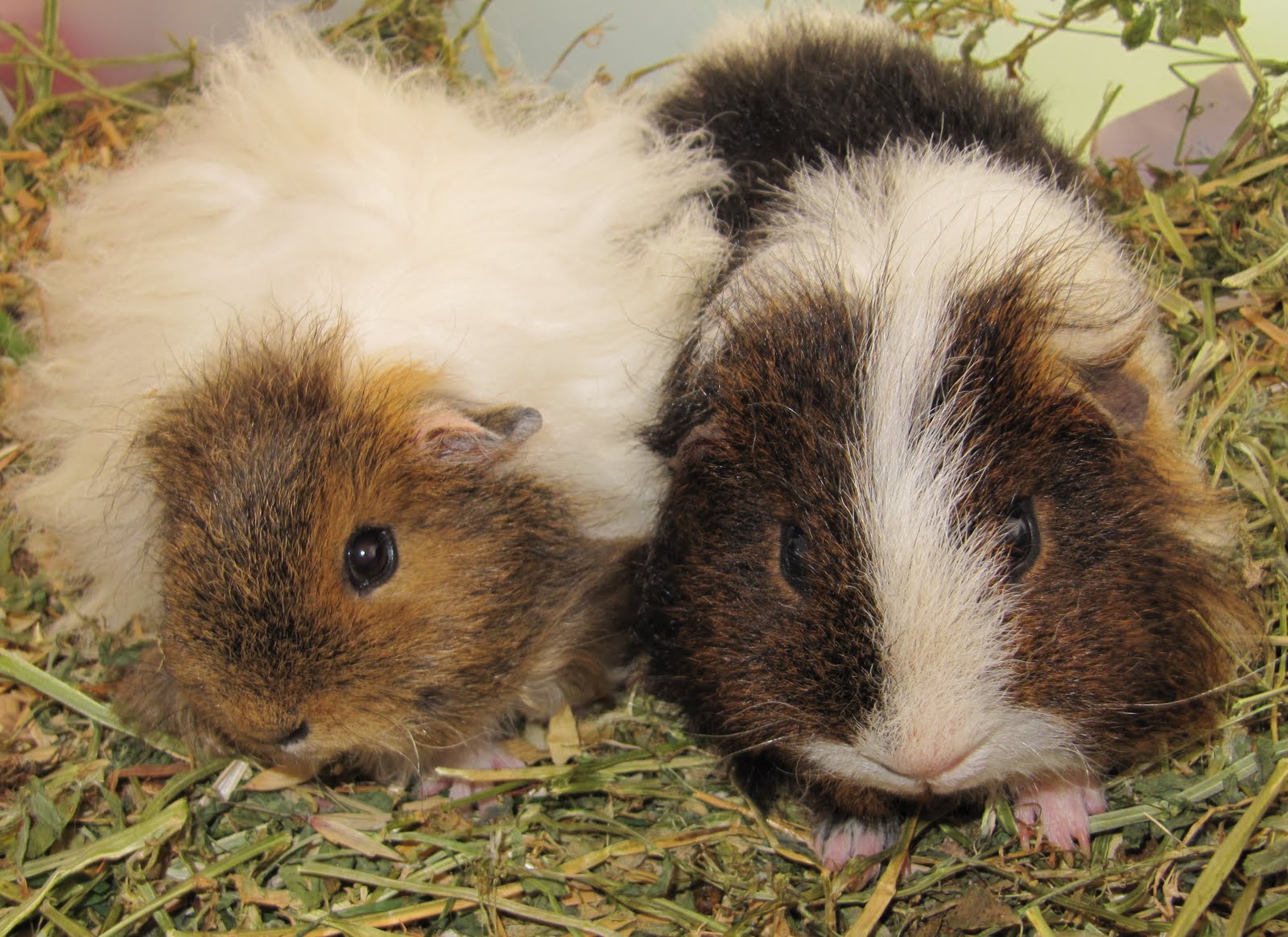 All Things Guinea Pig Violet's new friend