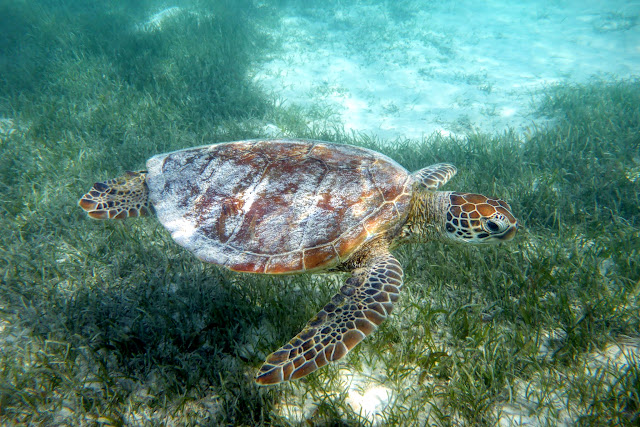2016090117nouvelleCaledonie.JPG