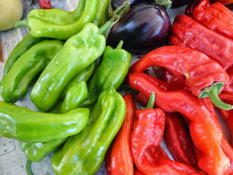 COSECHA DE PIMIENTOS ITALIANOS ROJOS Y VERDES
