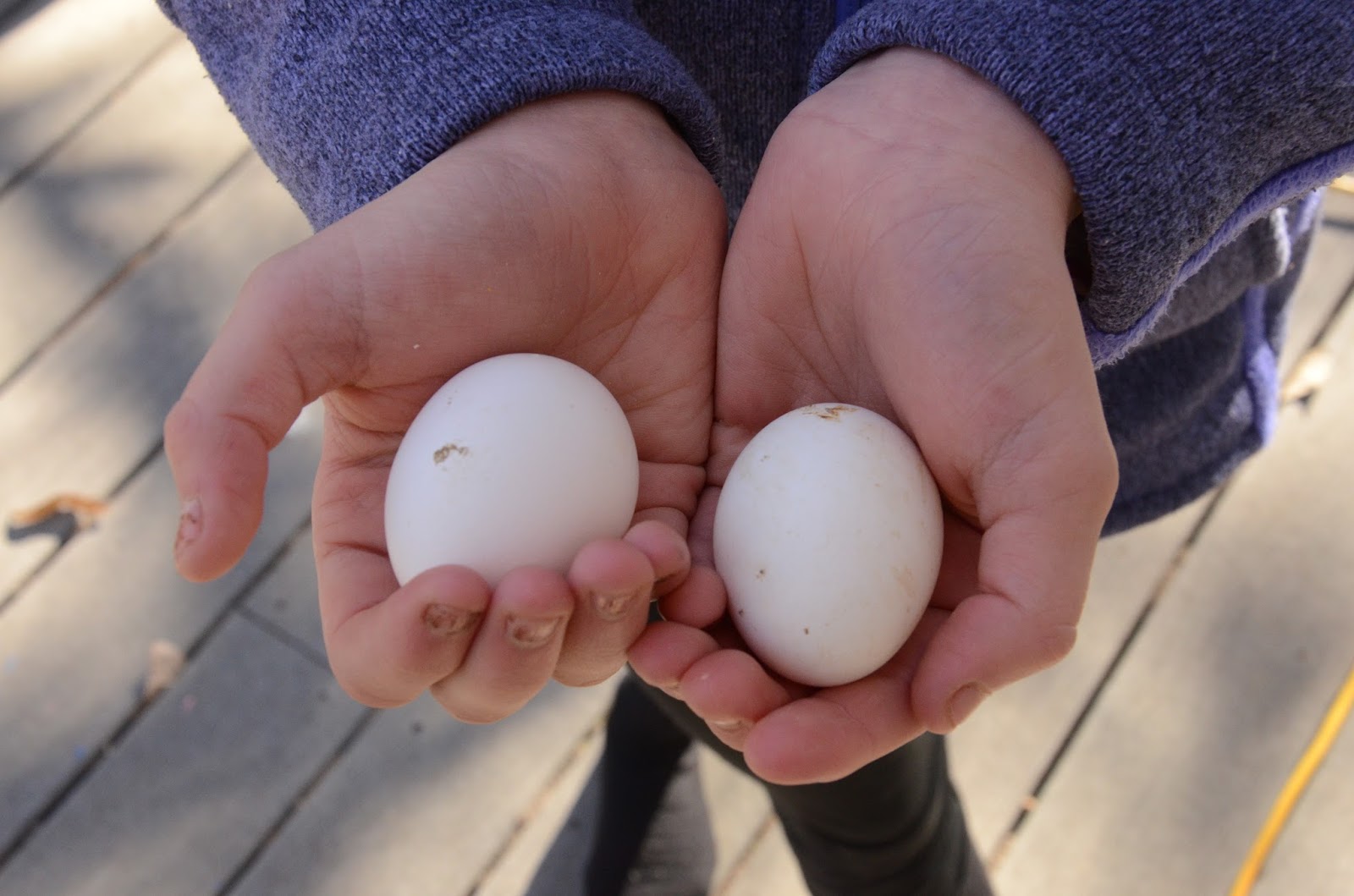 That New Chickens, First Eggs