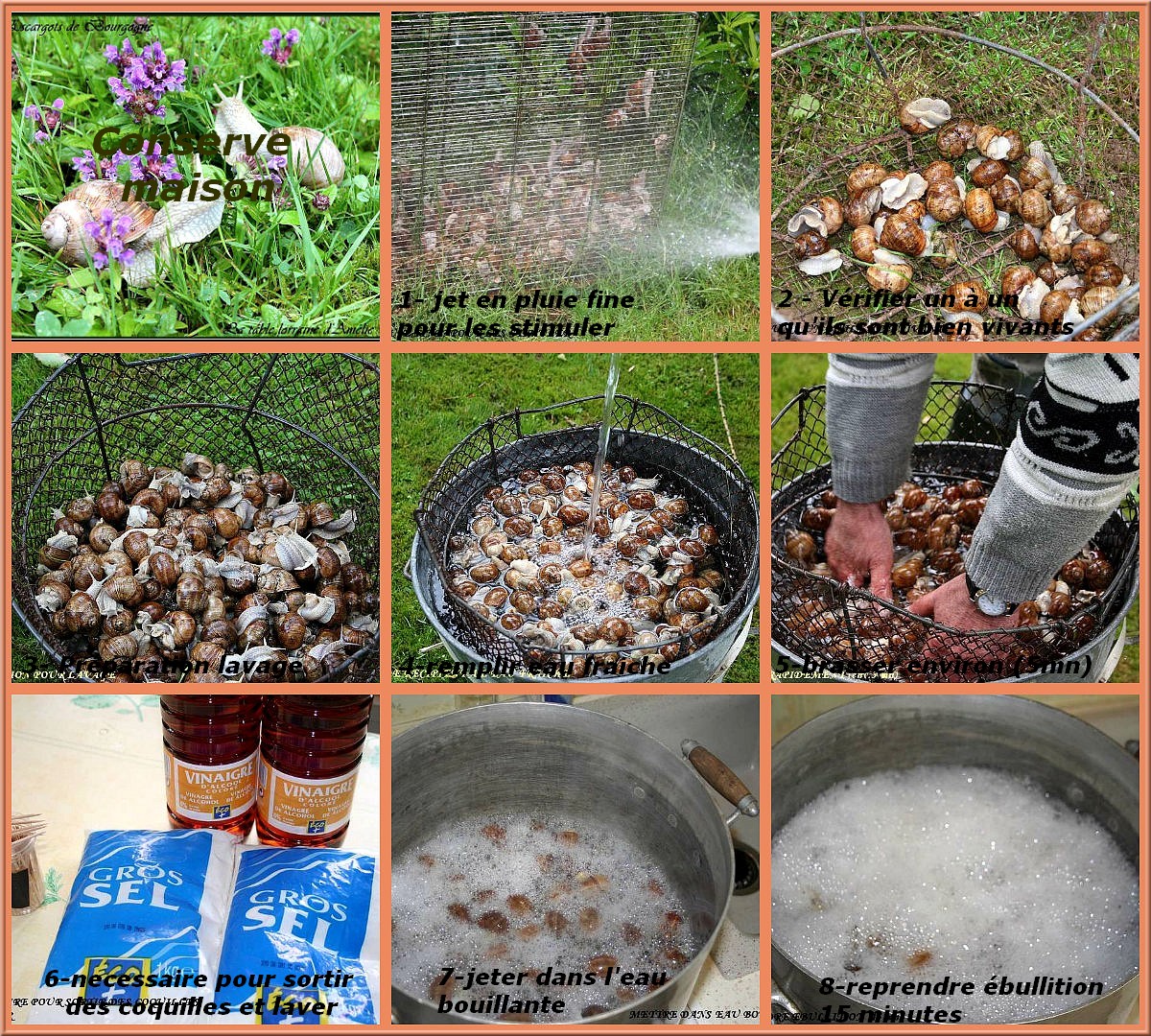 LA TABLE LORRAINE D'AMELIE: PREPARER LES ESCARGOTS POUR LA CONSERVE