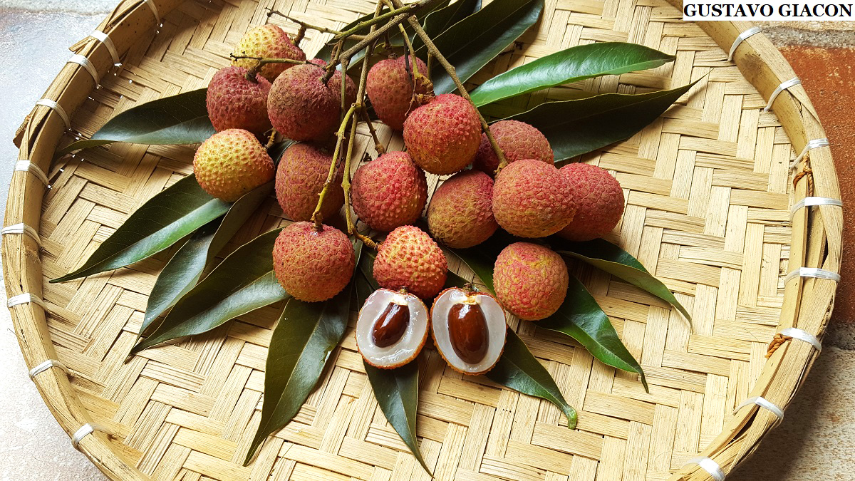 Pianta Di Litchi Chinensis Mauritius Innestata Foto Reali Frutti Tropi – Vivaio Garden Forest - Foto 2