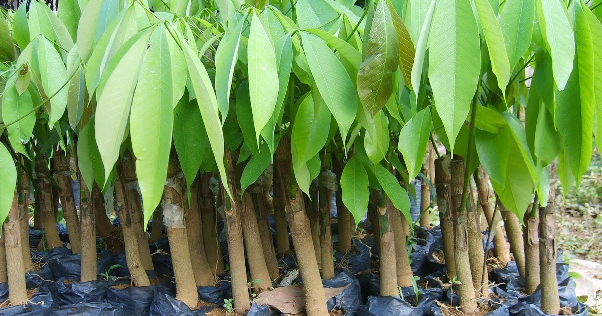 PROPOSAL PEMBIBITAN TANAMAN KARET Stevanus1980