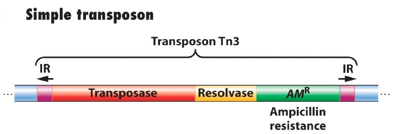 Biological and notsobiological things Transposones de clase I