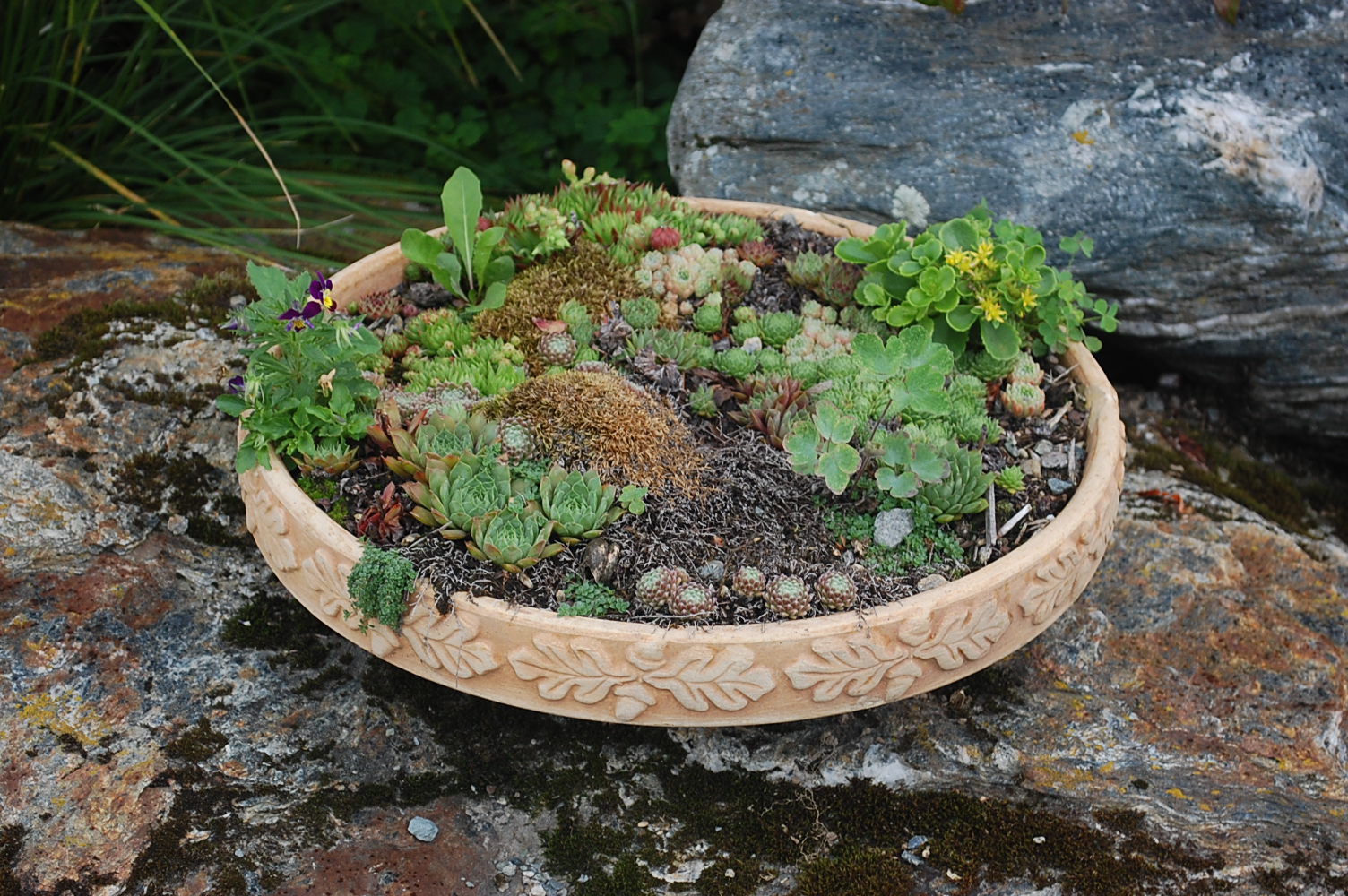 Sprouts Moss and Succulent Garden in a Bird Bath