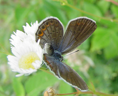 The Agricultural Landscape Ecology Lab: State insects!