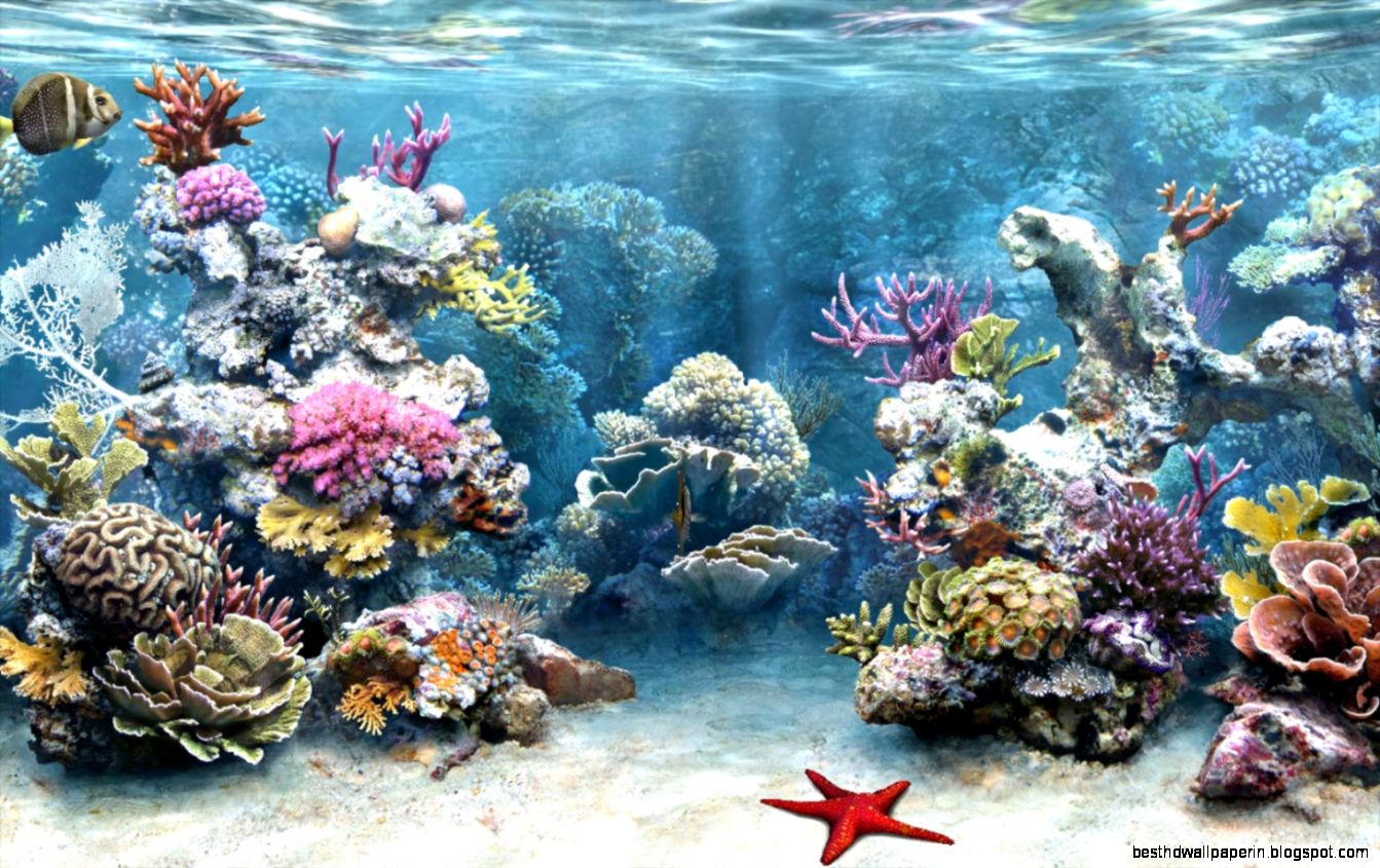 Free 3D Fish Aquarium Screensaver