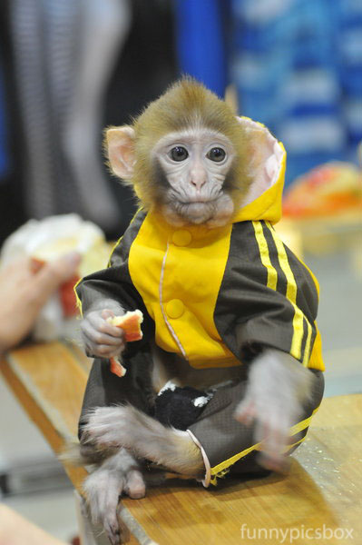 Одежда для обезьянок живых из зоомагазина