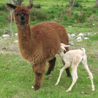 Cria nursing from its mother.