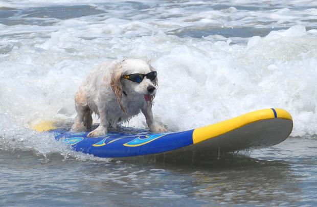 Ngộ nghĩnh với cuộc thi lướt sóng dành cho cún cưng
