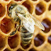 Cientistas treinam abelhas para detectar drogas
