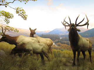 DECIMOQUINTO DÍA-2 Noviembre: ÚLTIMO DÍA. MUSEO DE HISTORIA NATURAL. - Desayuno en Nueva York y un Paseo por Washington (3)