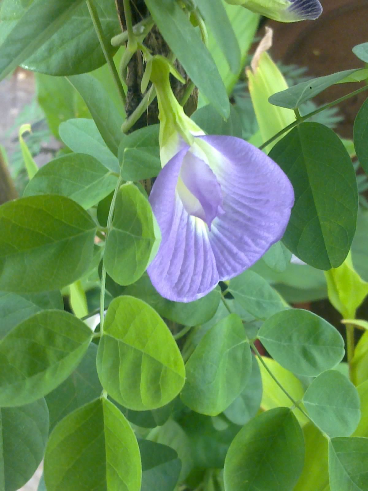 Plants Growing In My Potted Garden. How to Grow Butterfly Pea Vine In