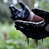 Ecuador Fights To Hold Oil Giant Chevron Accountable For Mass Contamination Of The Amazon