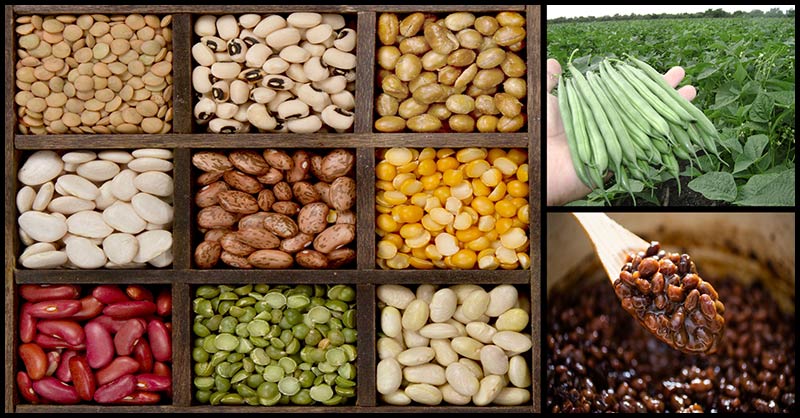 Health Benefits And Surprising Risks We Can Get From Beans Dr Farrah Md