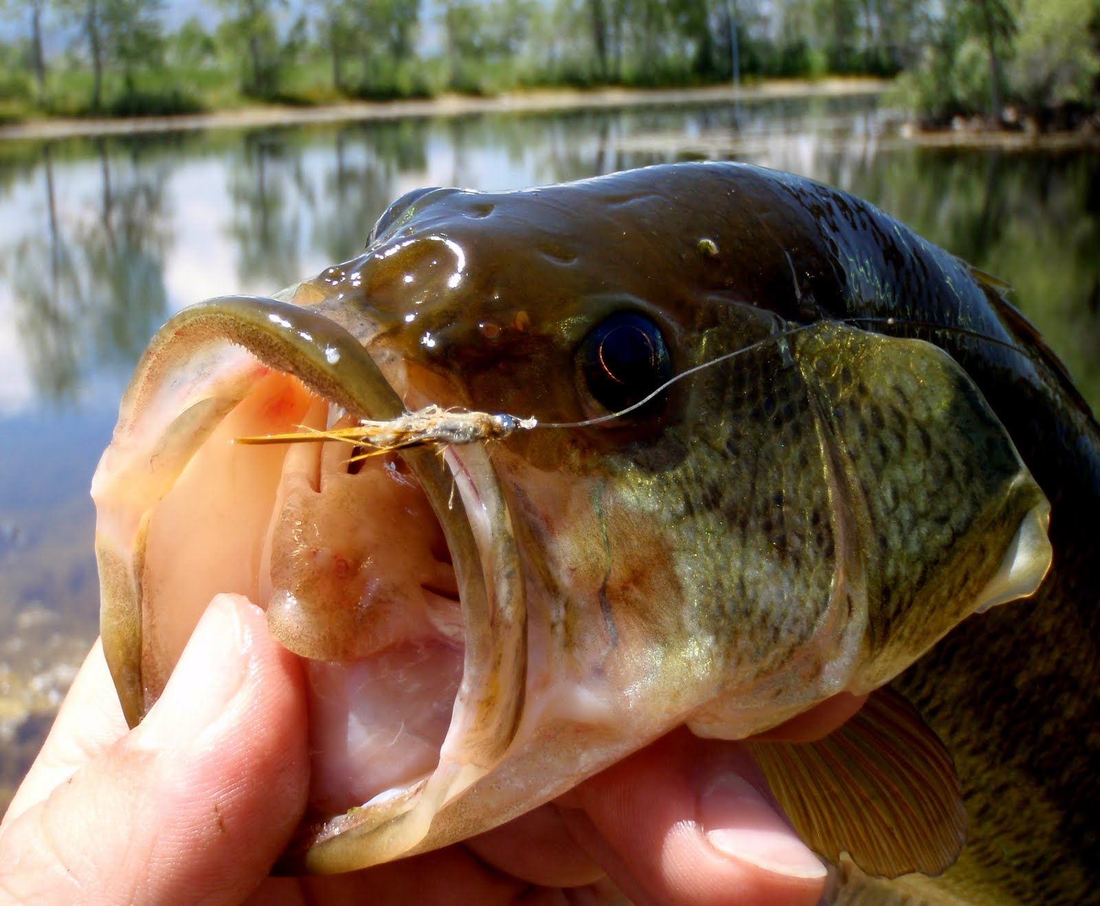 Colorado Fly Fishing Reports Fly Fishing For Bass (Directory)