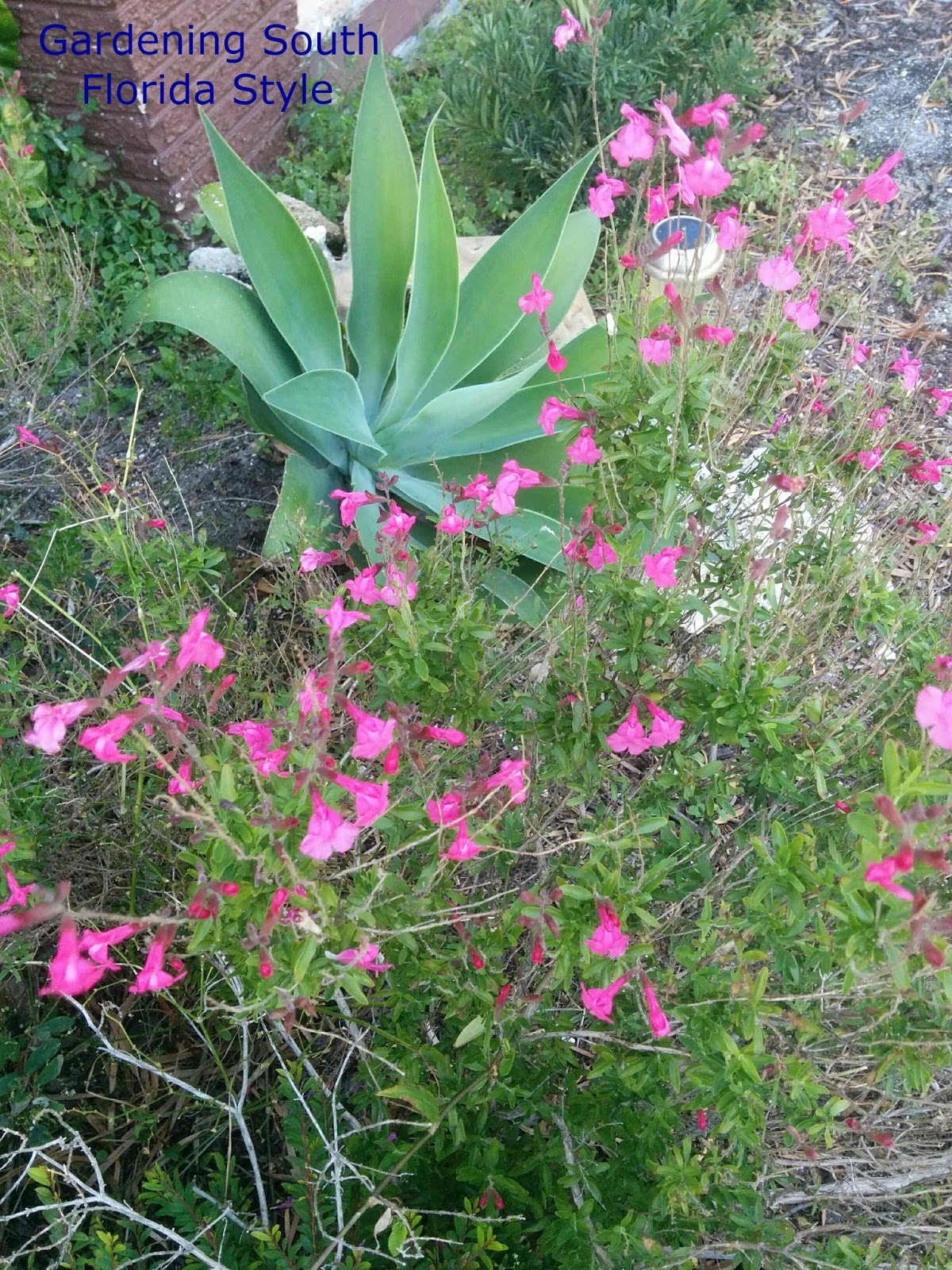 Gardening South Florida Style Ground Covers South Florida Style v.III