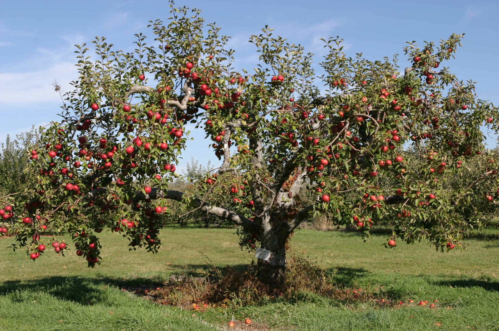 De appelboom foto