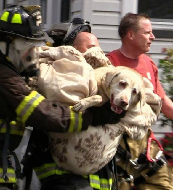 17 khoảnh khắc đầy xúc cảm của những người lính cứu hỏa và động vật
