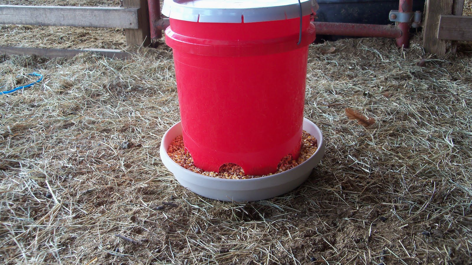 C&C Antiques and Animals What a Life! Homemade "Automatic" Chicken