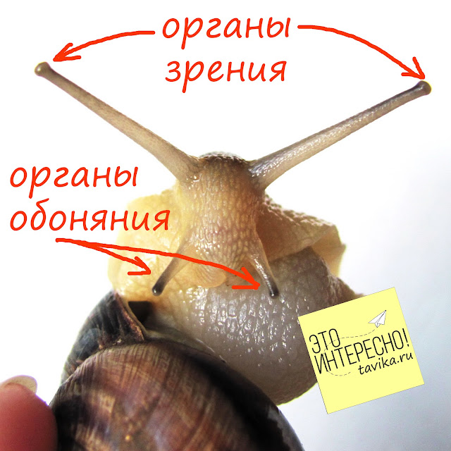 Изучаем улиток.Занятия для детей по биологии