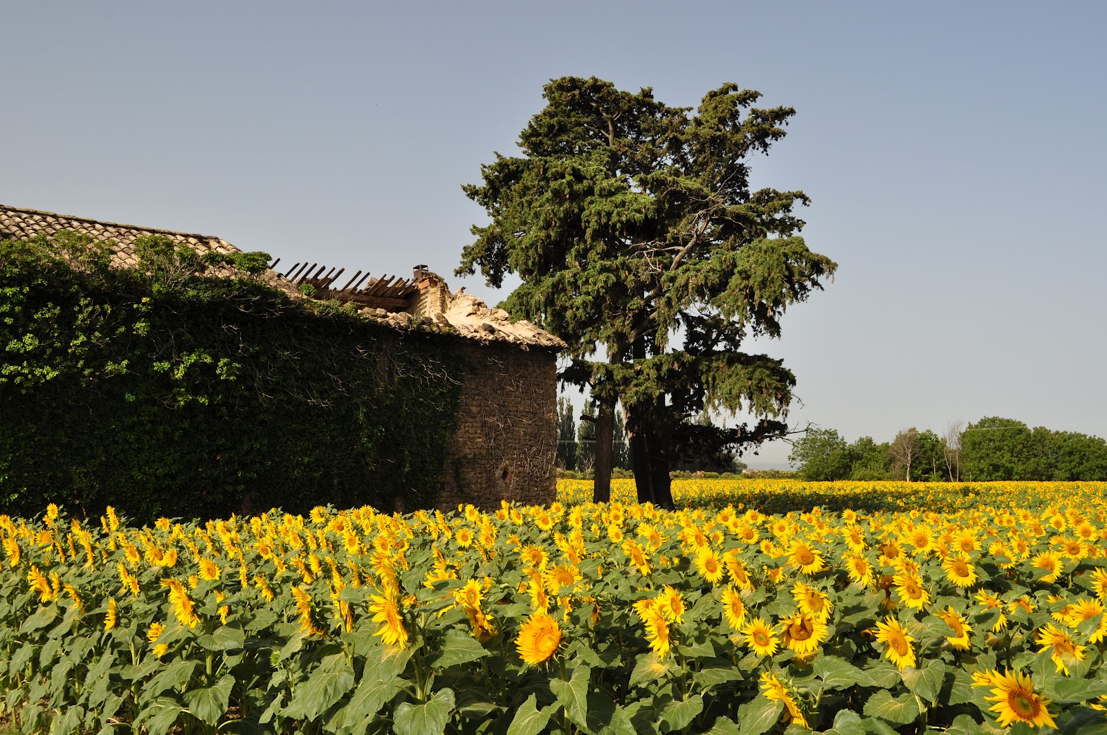 Our House in Provence, the Most Beautiful Region of France Sunflowers