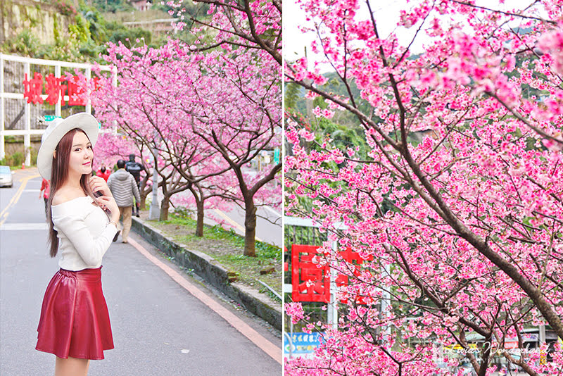 全年全台灣花季總整理 你不知道的台灣之美都在這 最完整追花秘笈2020 10更新 Livia S Wonderland薇笑樂園