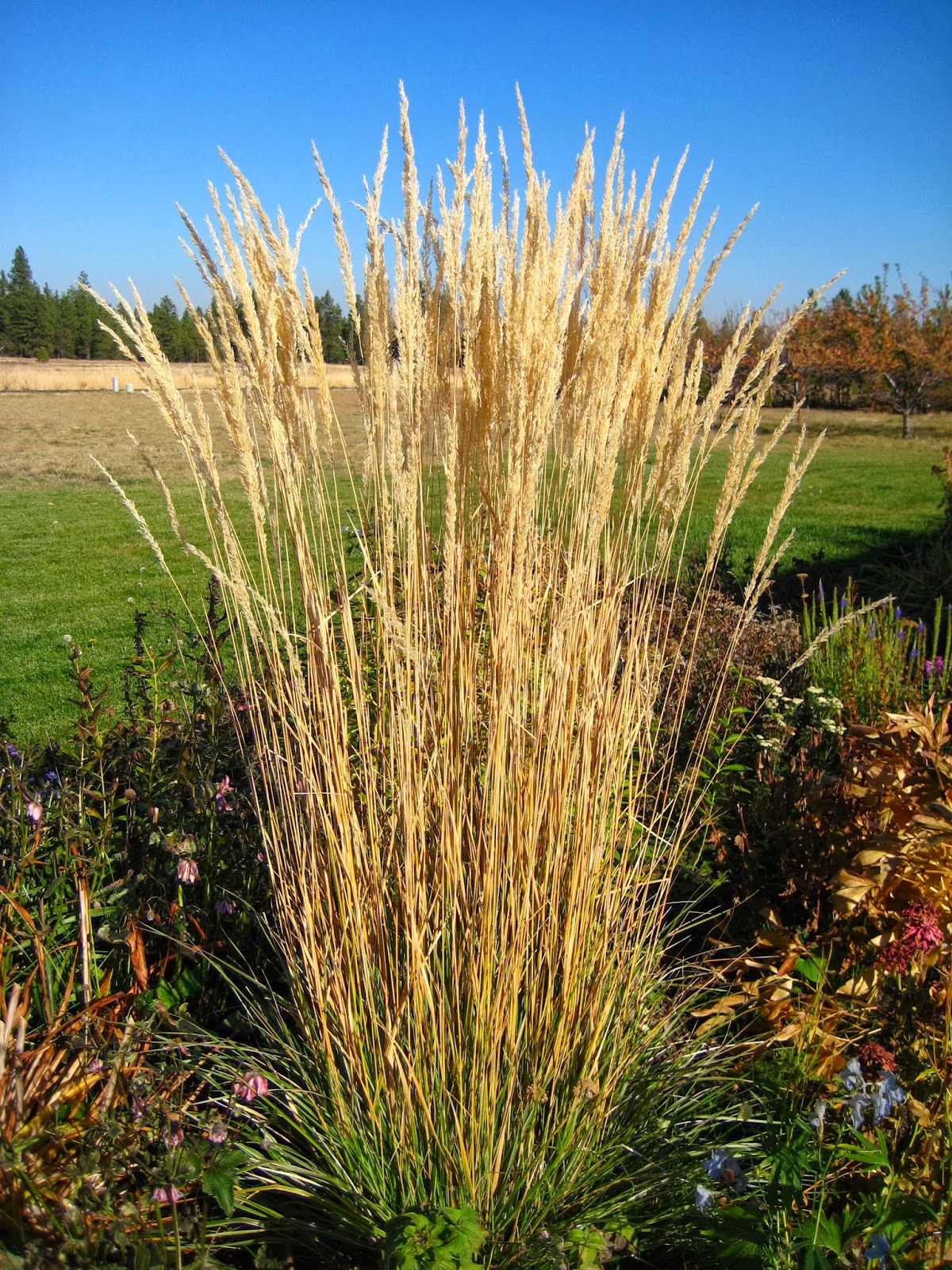 Susan's In the Garden Ornamental grasses 'Karl Foerster' Feather Reed