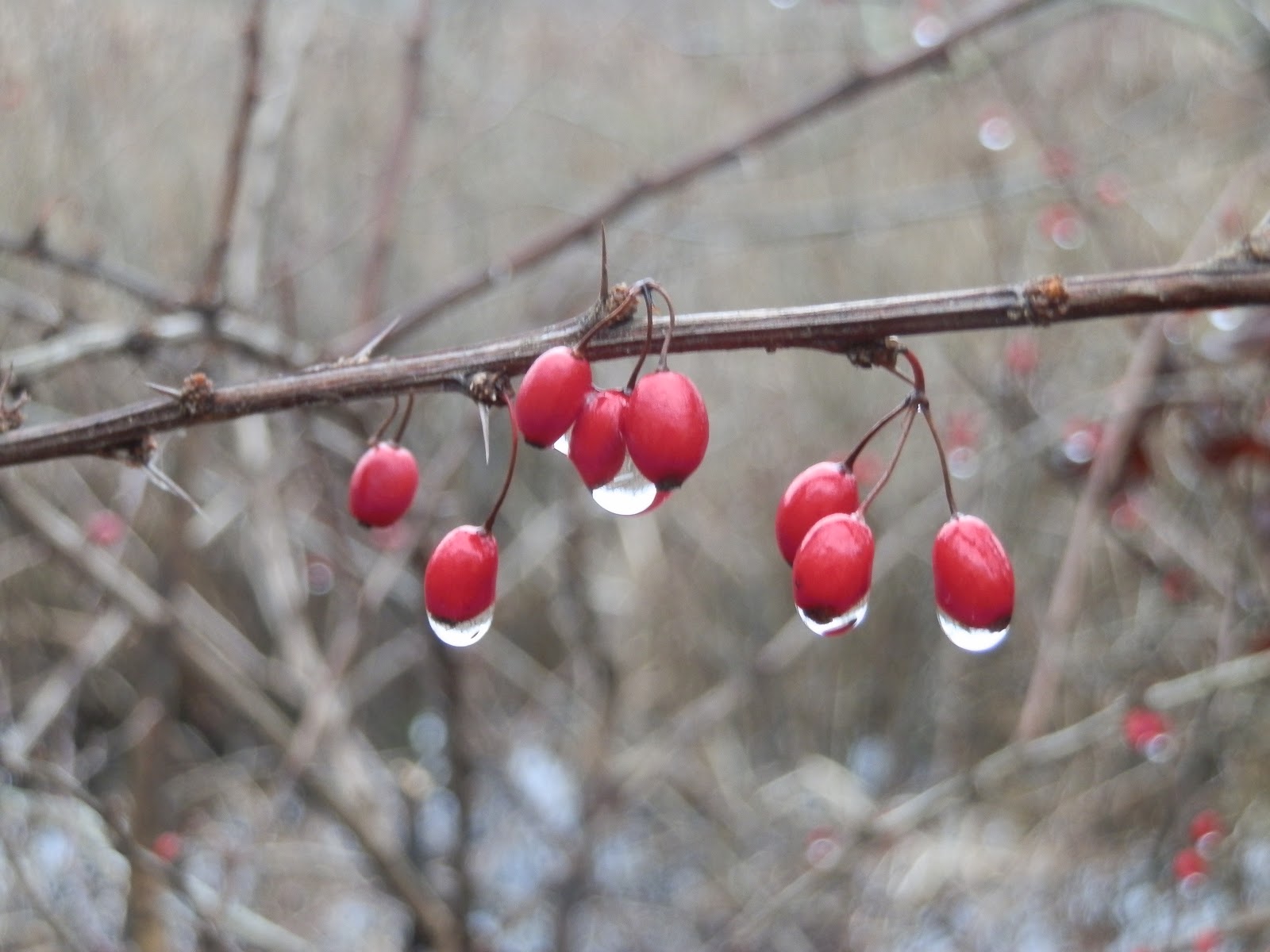 Ridge Berry Farm Arctic Kiwi Trellises