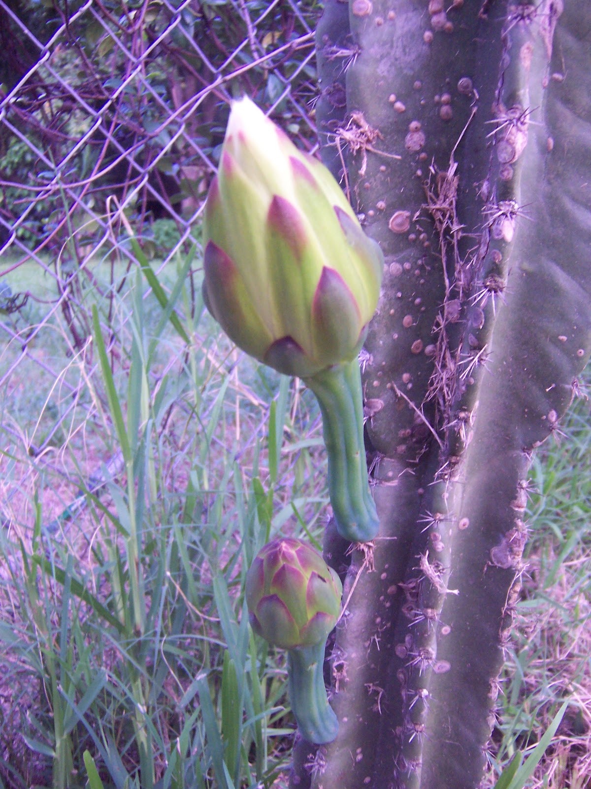 Quilts and Art by Cheryl Life Span Of A Cactus