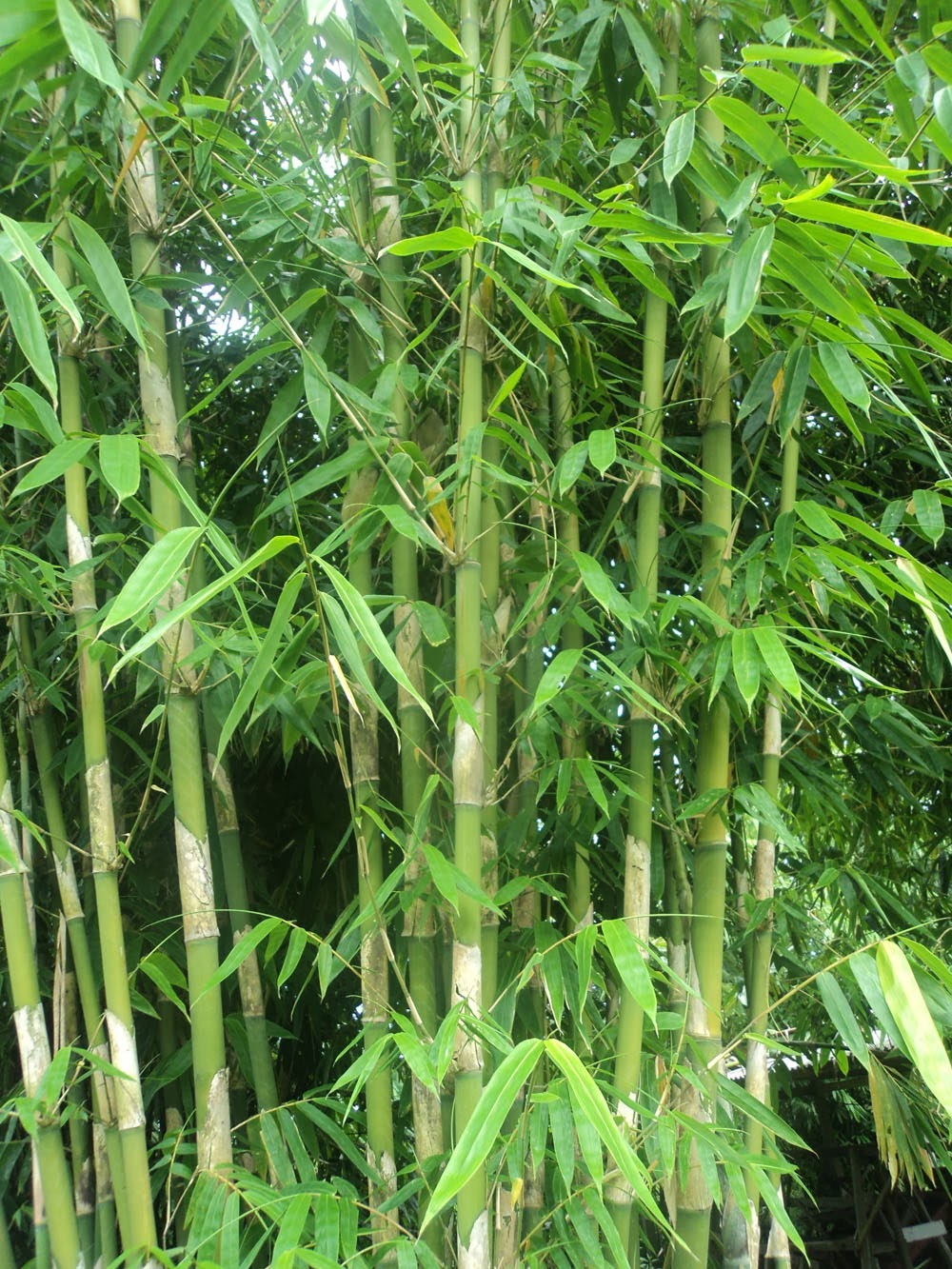 Berbagai Jenis Tanaman  Bambu  Beserta Nama Ilmiahnya PANJUL s
