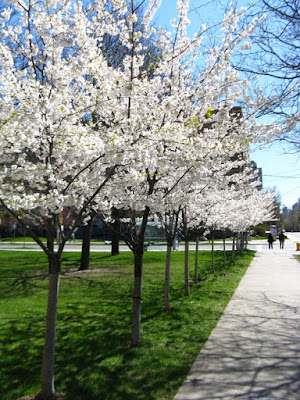 Japanese Flowering Cherry blooms University of Toronto Robarts Library by garden muses--not another Toronto gardening blog