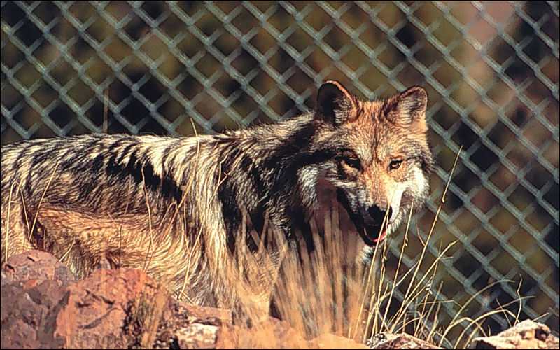 Abe's Animals: 5 special wolf Wikipedias