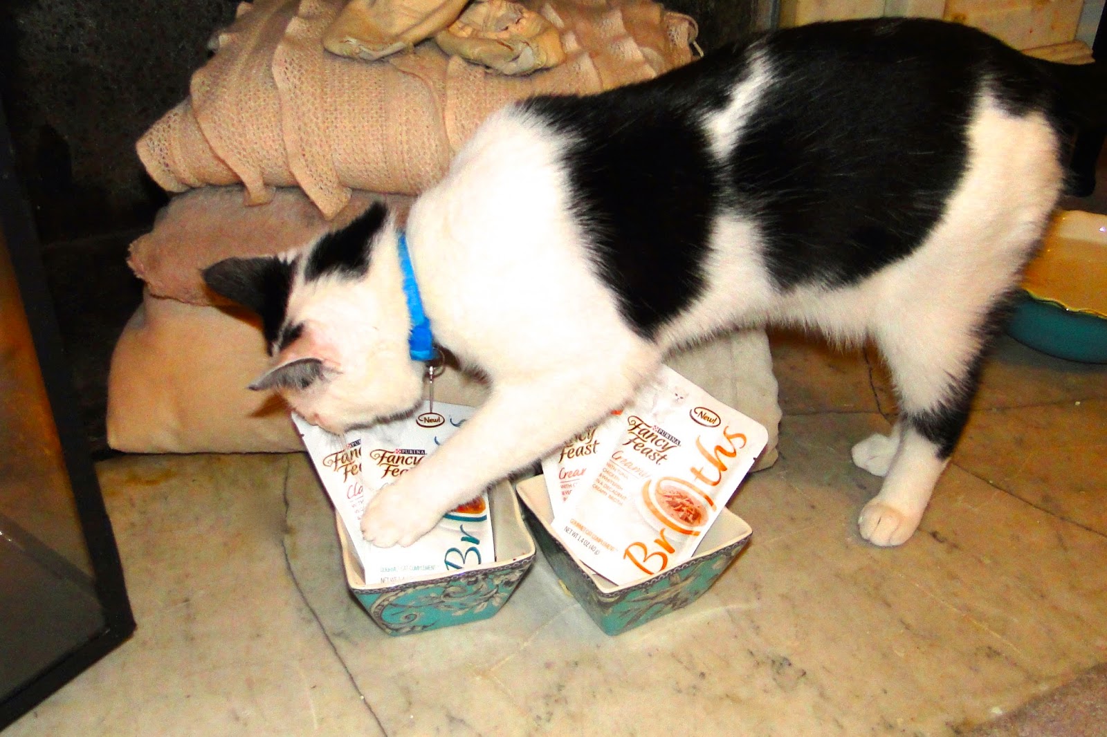 cupcakes-couture-for-the-cats-fancy-feast-broths