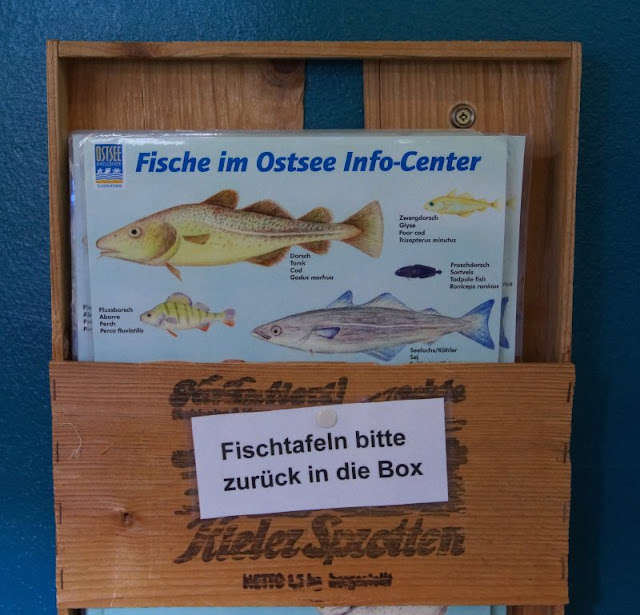 Mehr übers Meer lernen: Das Ostsee Info-Center in Eckernförde (+ Verlosung). In den Aquarien schwimmen viele Fische und Meerestiere der Ostsee, dazu liegen Informationen bereit.