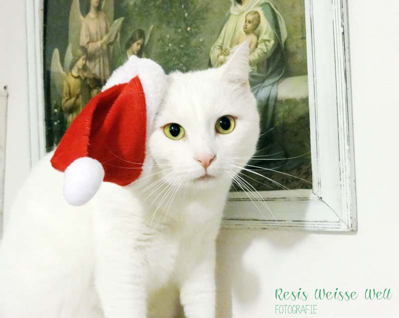 LustigeBilder: witzige bilder bei facebook