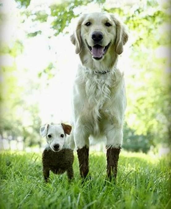 Cute white dog and his baby  