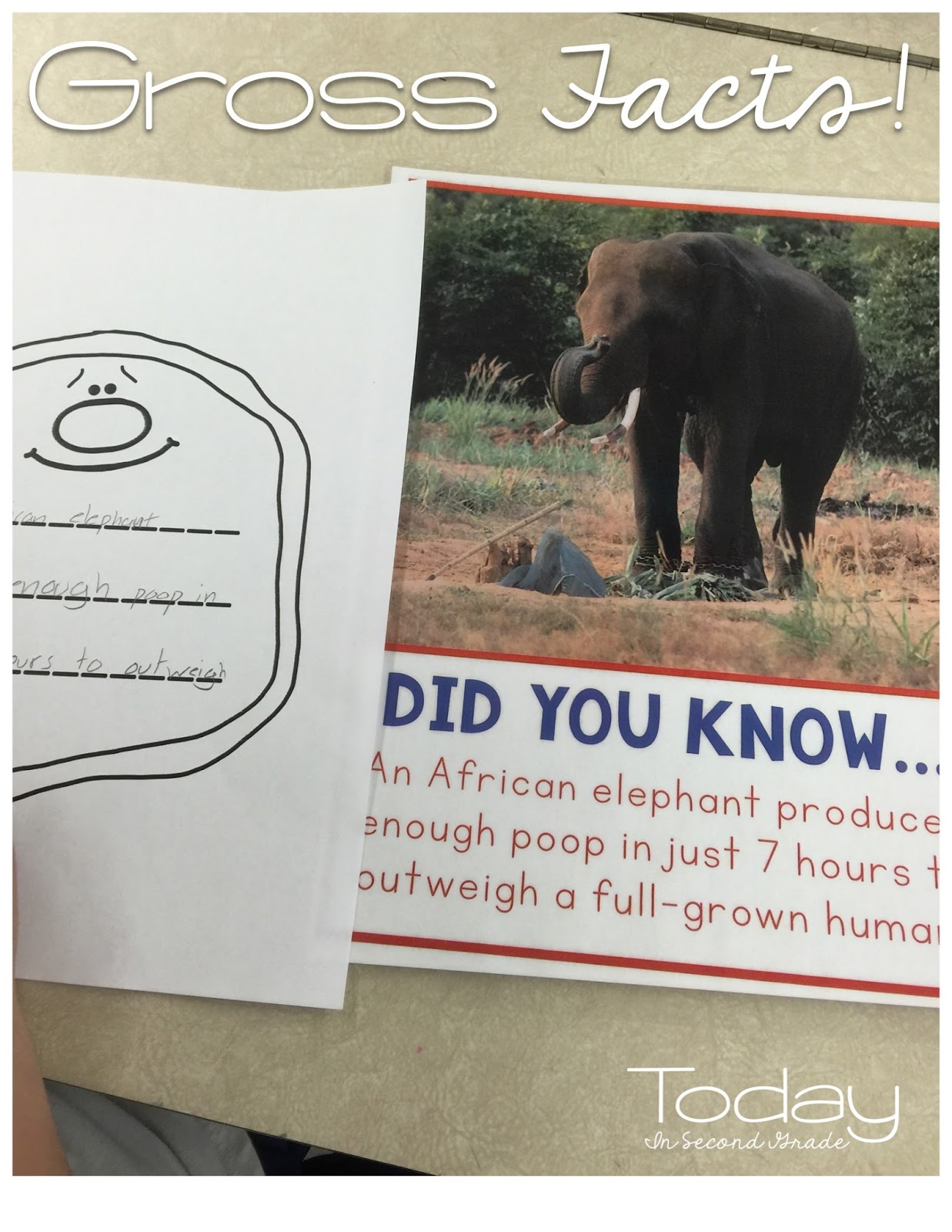 Gross Facts! - Today in Second Grade