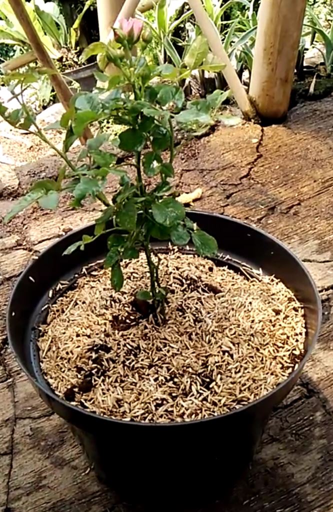 Mewarnai Gambar Sketsa Bunga Mawar Dalam Pot Terbaru Kataucap