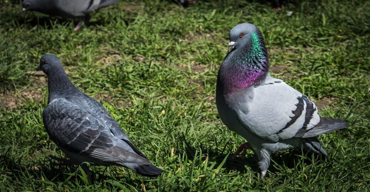 Couveuse Artisanale Frigo Comment Couver Les œufs De Pigeon