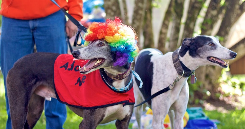 Willamette Valley Greyhound Lovers! Corvallis "Meet A Retired Racer