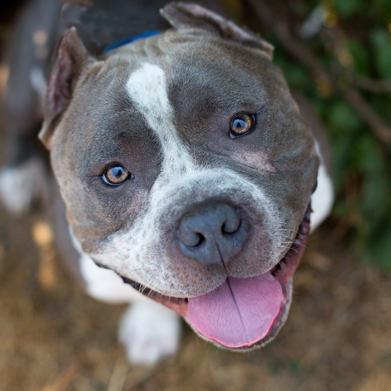 Shelter Dogs of Portland: "BEASTIE BOY" short and stout Bully mix