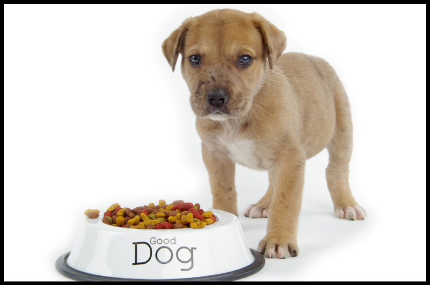 Hearty Mutts Top Three Benefits to Raising Your Dogs' Feeding Bowls